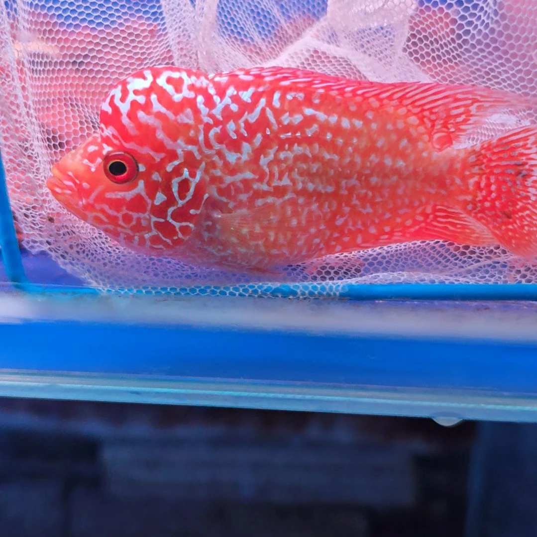 海水鱼淡水热带鱼罗汉鱼大苗