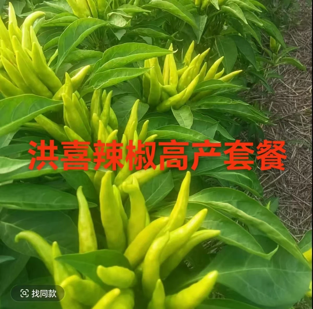 洪喜辣椒营养增产套餐叶面肥组合