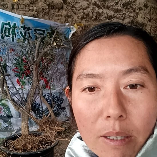 9***r完全开放枸杞树一颗