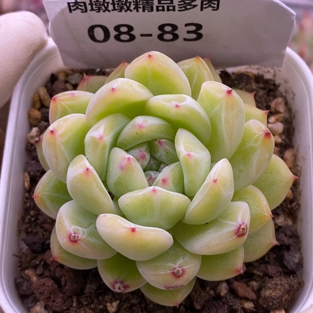 【闪购商品】08-83