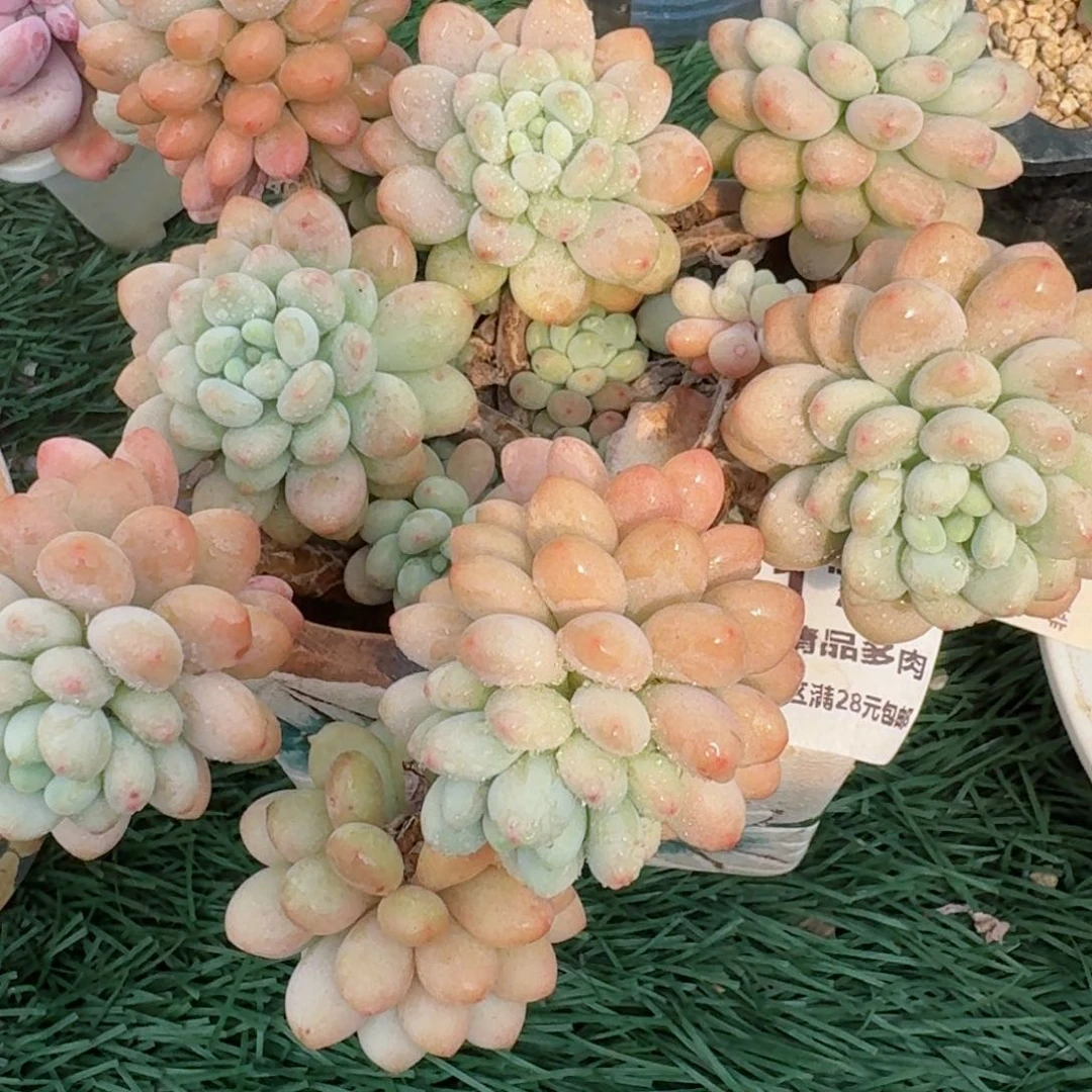 2173一物一拍（满28包邮