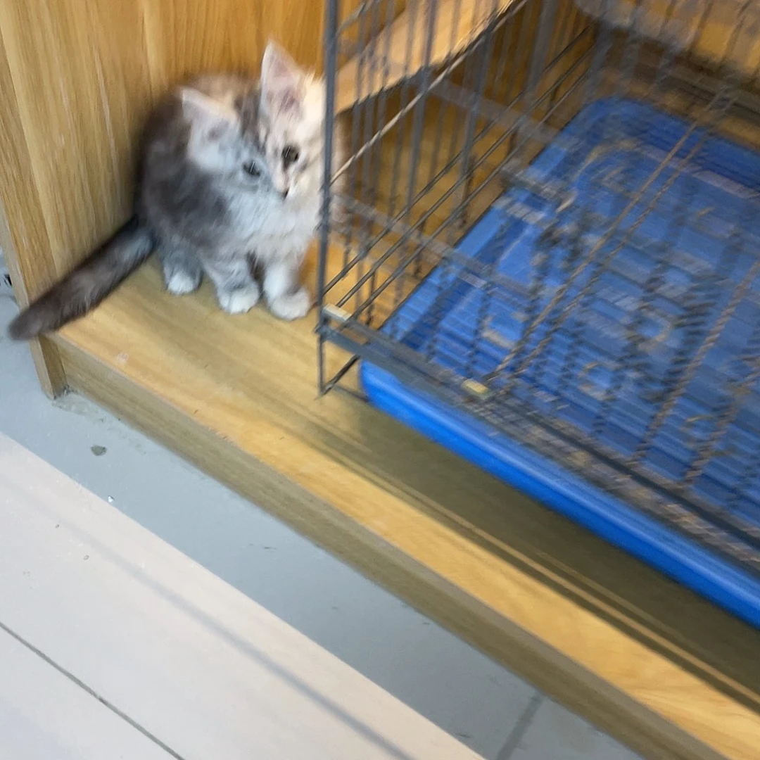 V***记缅因猫弟弟一只2个半月