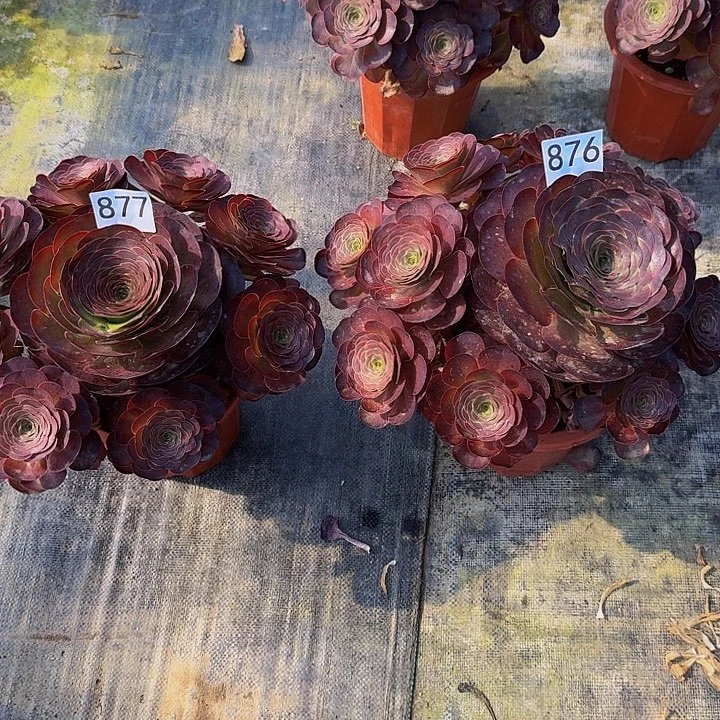 用****600000000877876魅金玫瑰