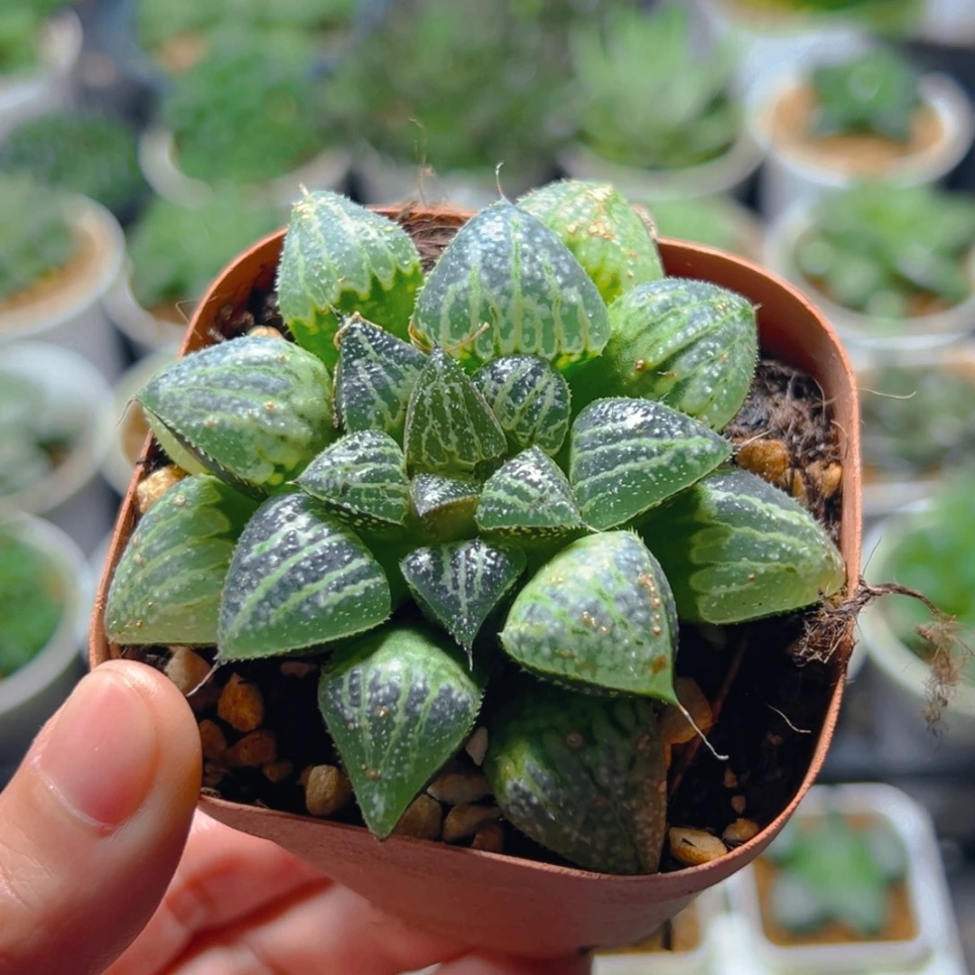 雪景色玉露多肉多肉1