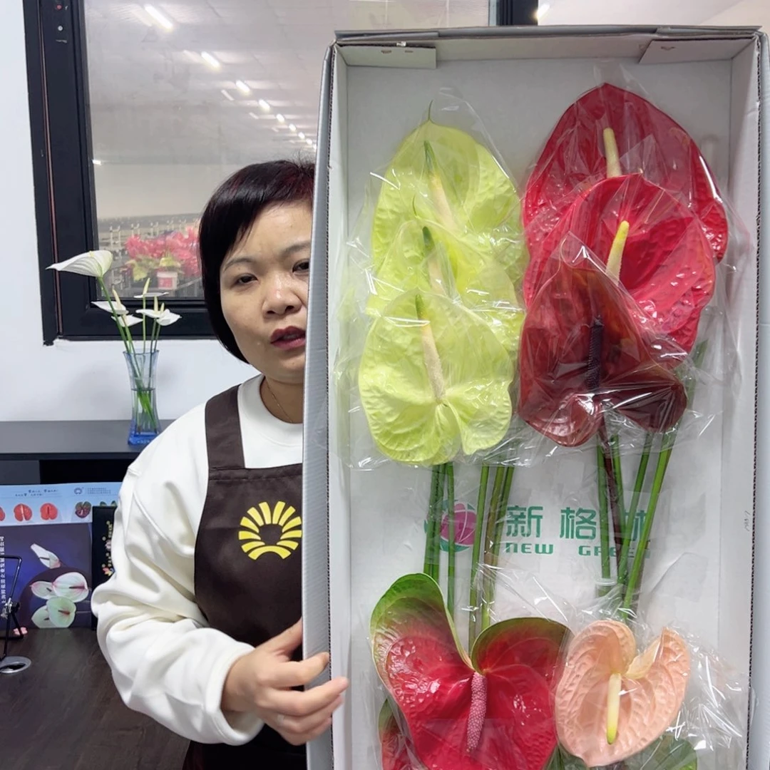 完全开放混色-大12枝装大掌