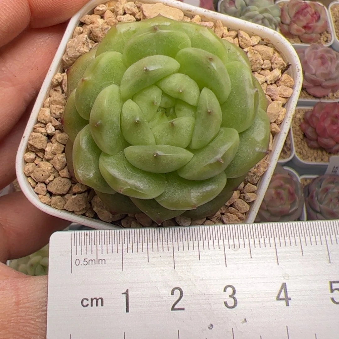 我****?244 多肉植物组合盆栽