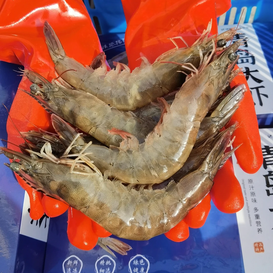 净5斤 （海水大虾）青岛 约13/16/18/20cm  活虾急速冻发货