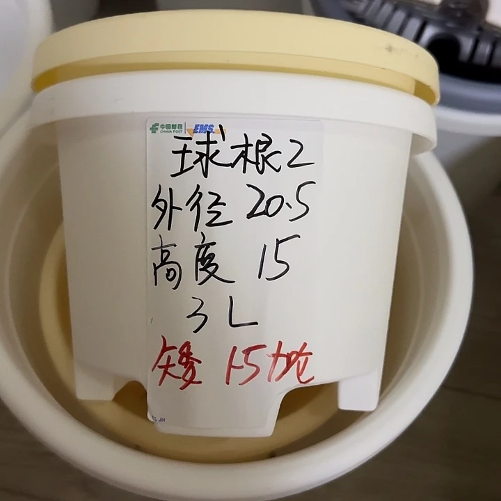 灰白色球根2号无托7个