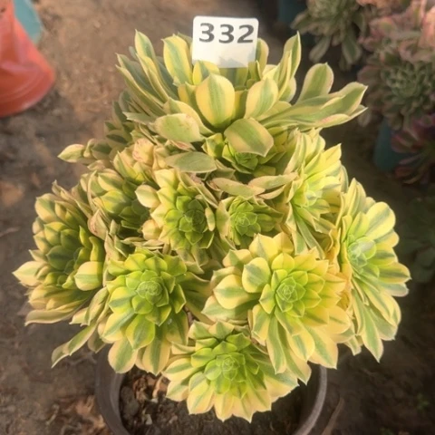 法师金丝18-32多肉
