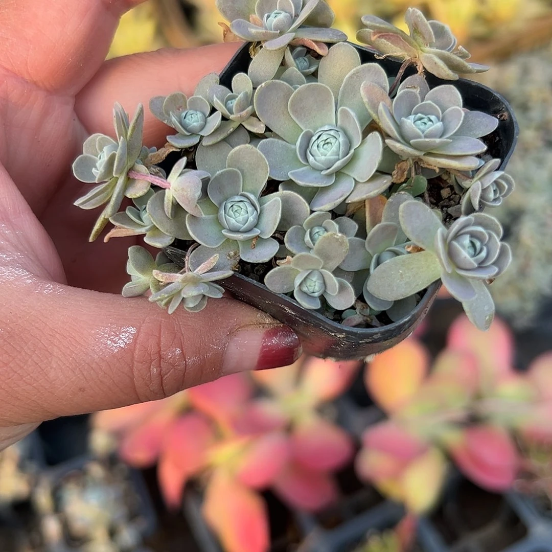 多肉植物多肉植物