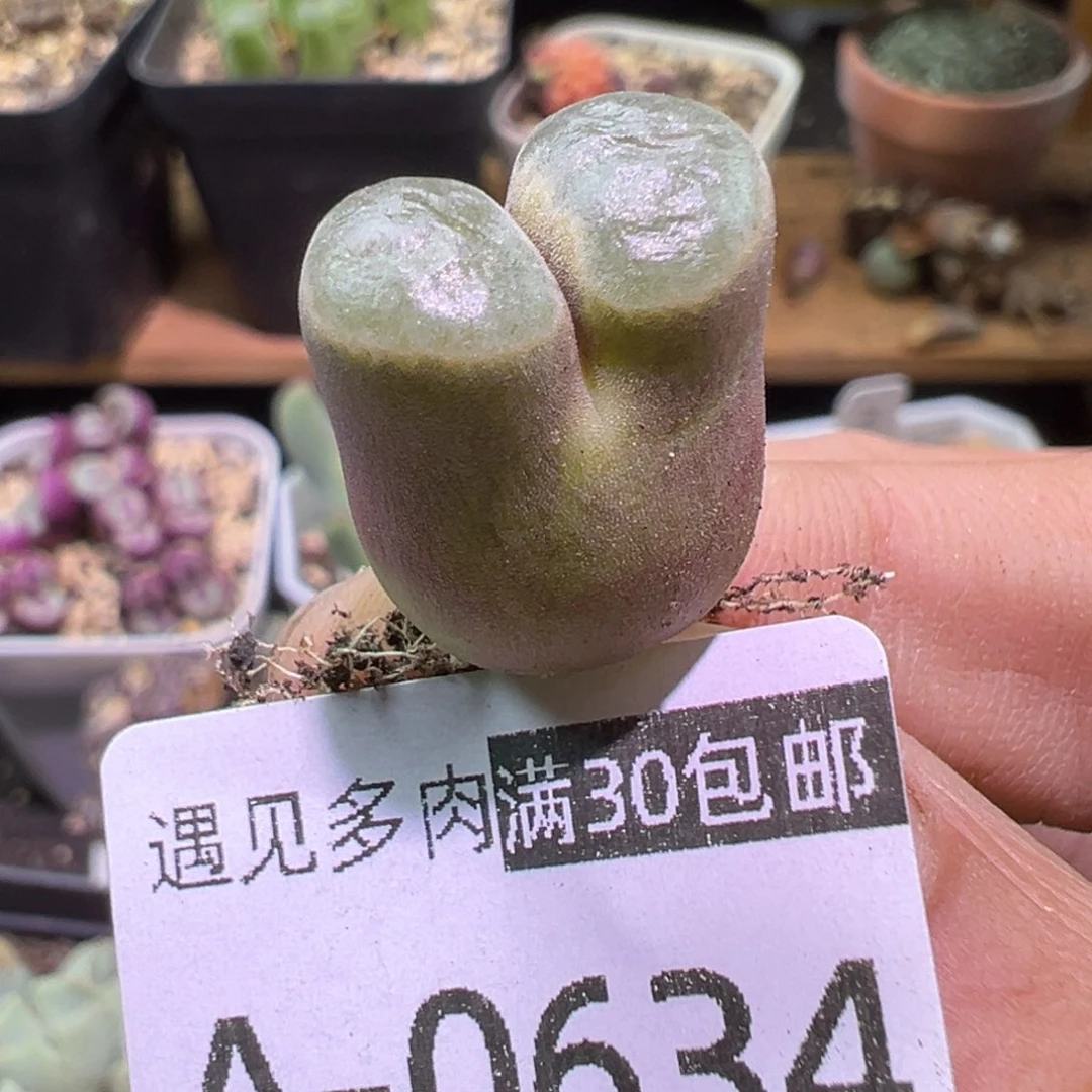 多肉植物111111111111