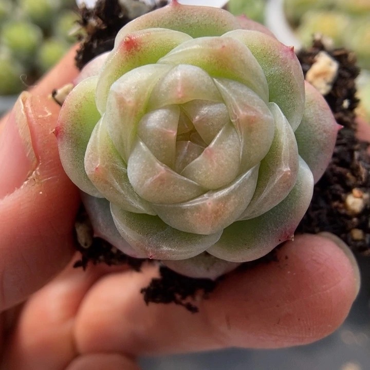一物一拍一物一拍1115-562