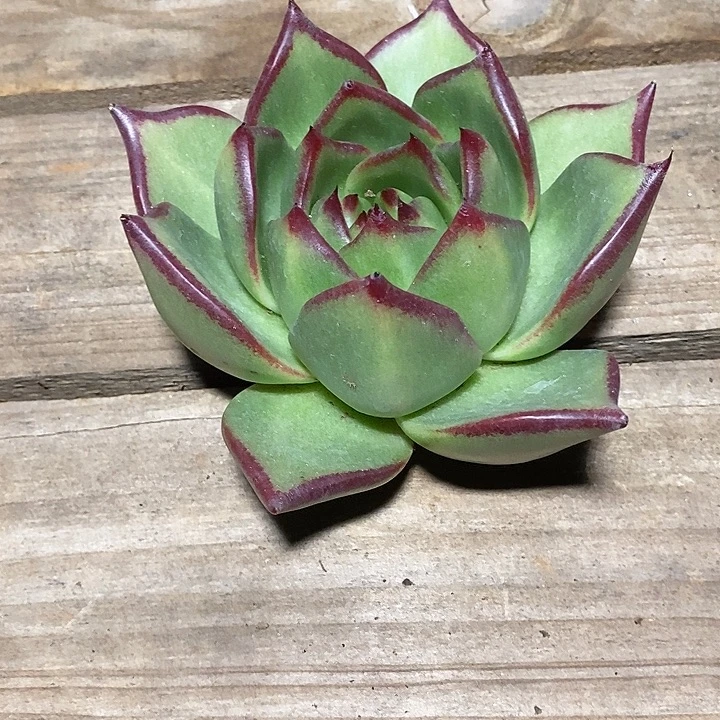 禾***呈福利原始种大漏4