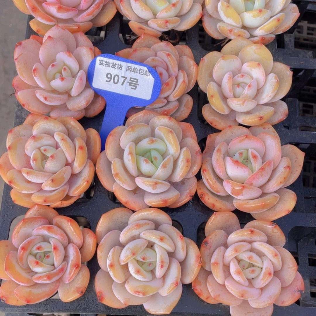 907号宽叶全状态奶茶单头老桩一个