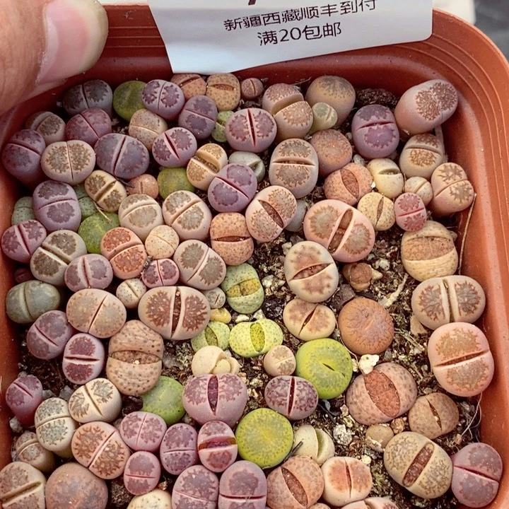 我的小姐姐们都是我778