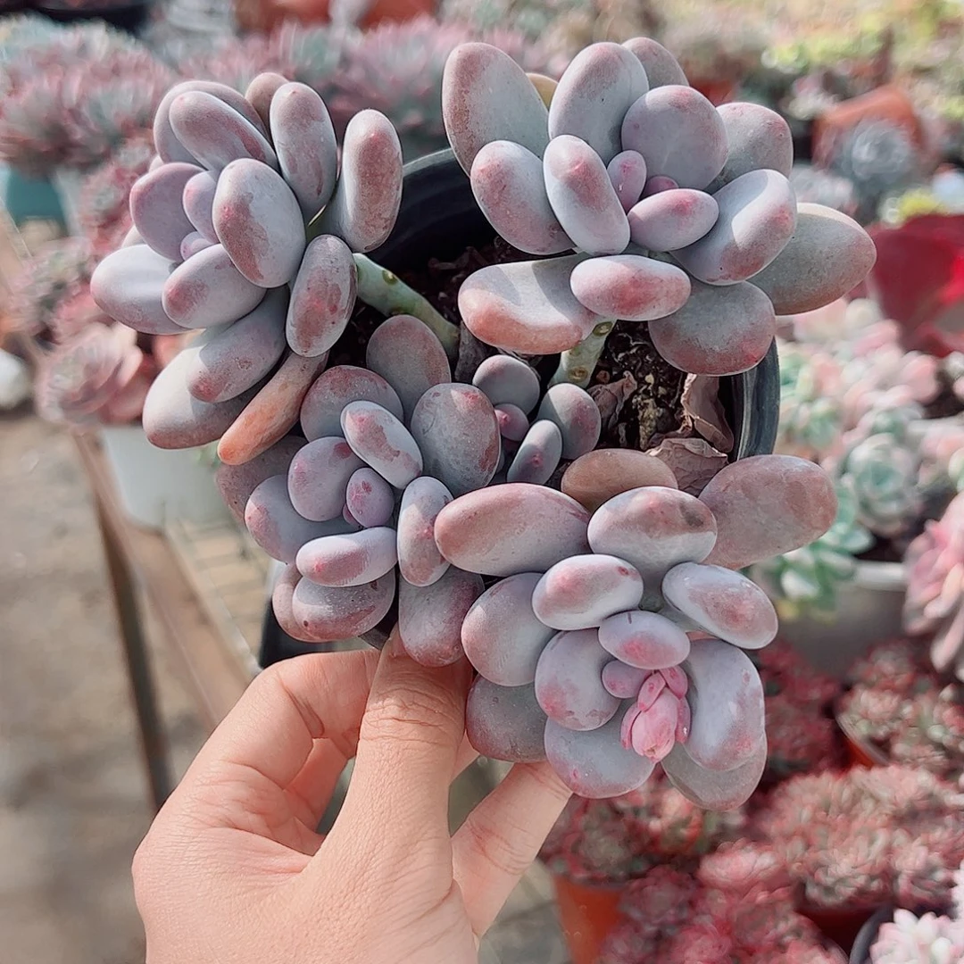 桃美人多头造型精品