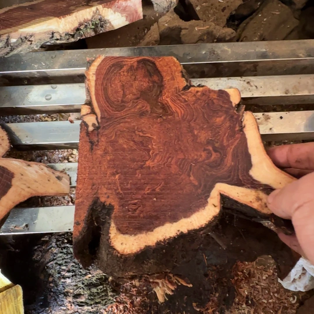 小叶羊蹄甲老料瘤疤料子