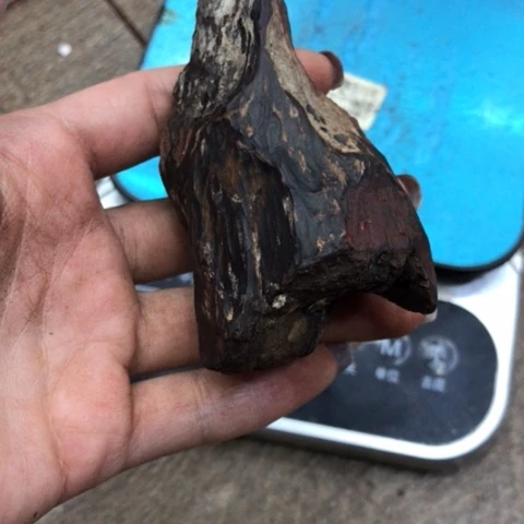 降真香无事牌为*红降香胆