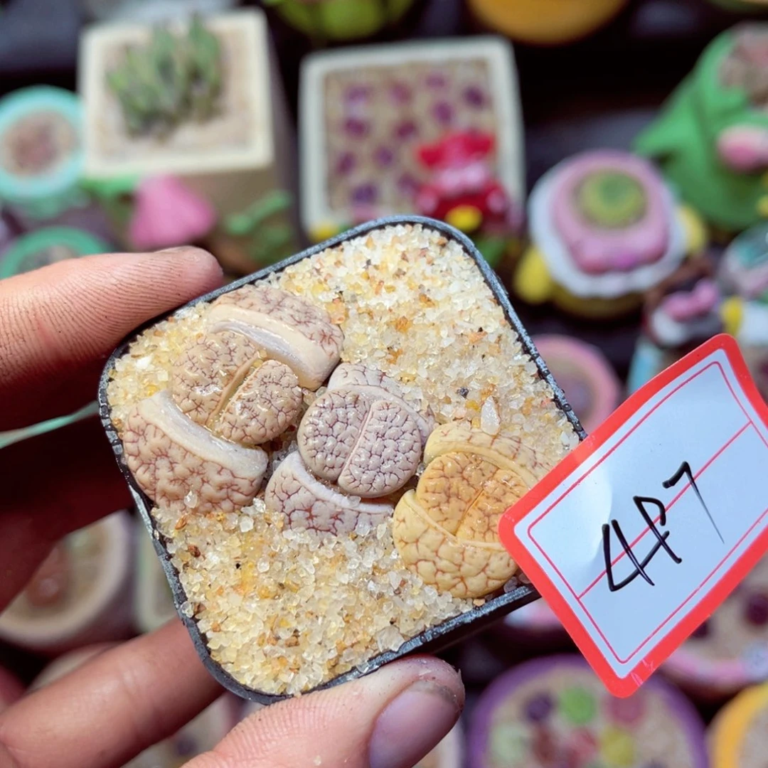 497生石花带盆发