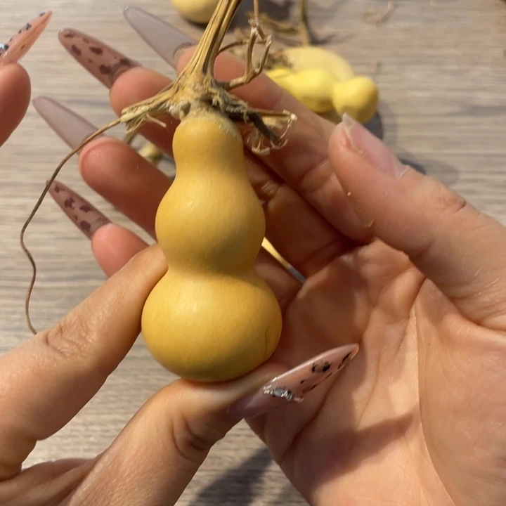 明*葫芦葫芦葫芦葫芦