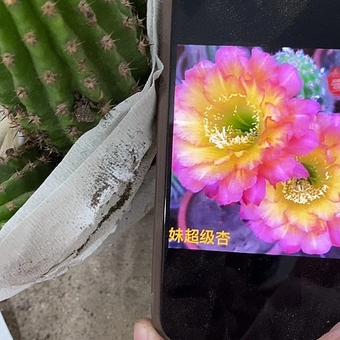 3头妹妹毛花，2689000