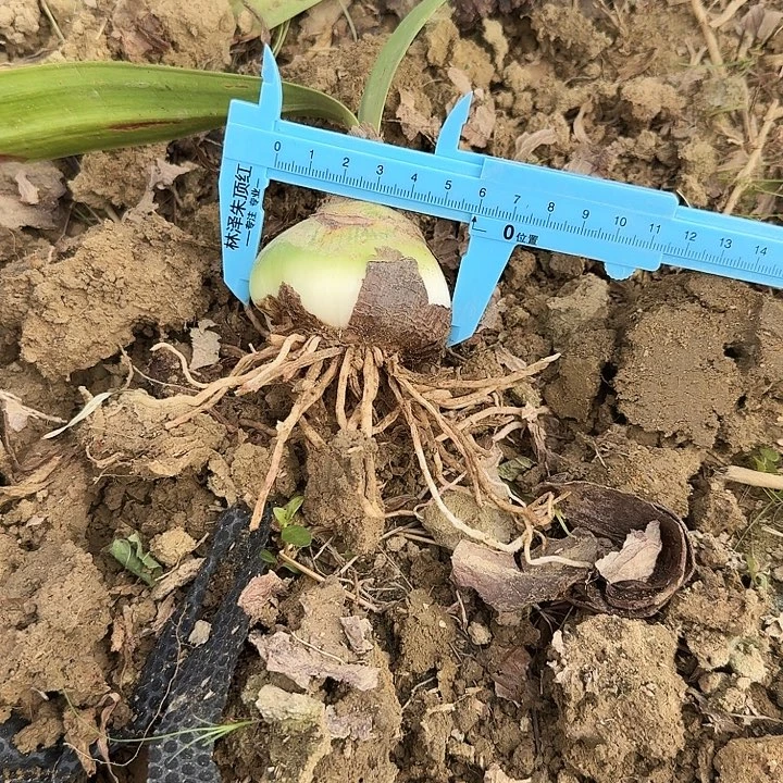 魔幻之旅朱顶红一棵5.8