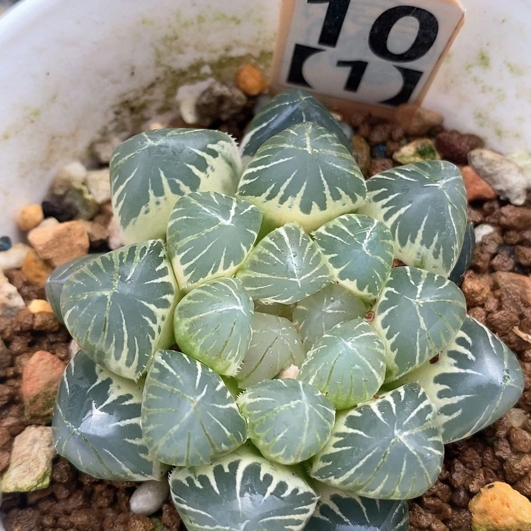 10号糊斑霓虹灯玉露锦一物一