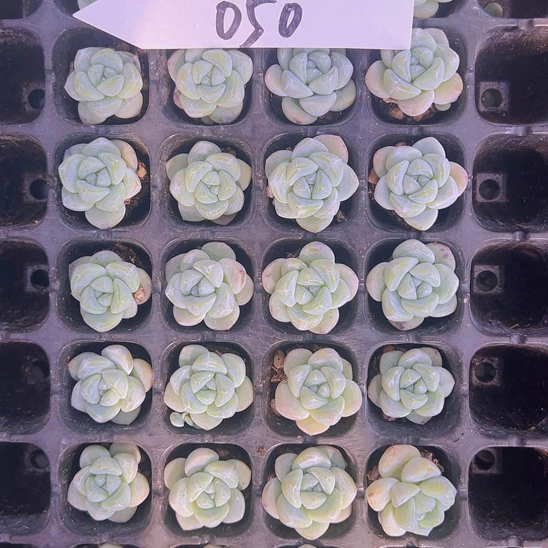 050！32颗超优选白底冰！！