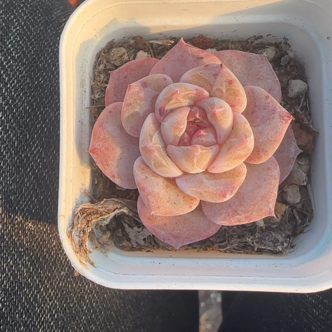 小卡拉米糖心一物一拍