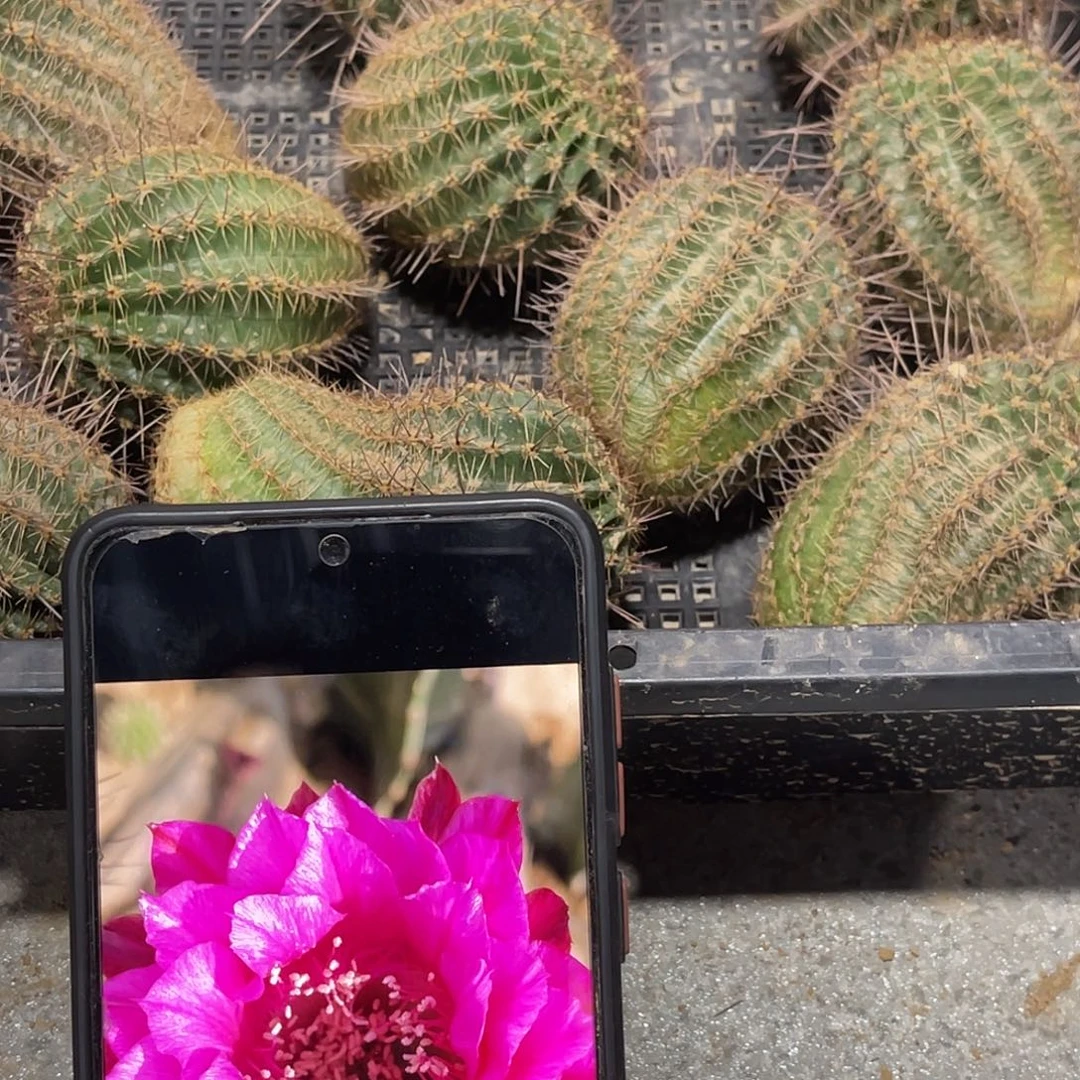 彩 潘多拉侧芽瑕疵5公分以上