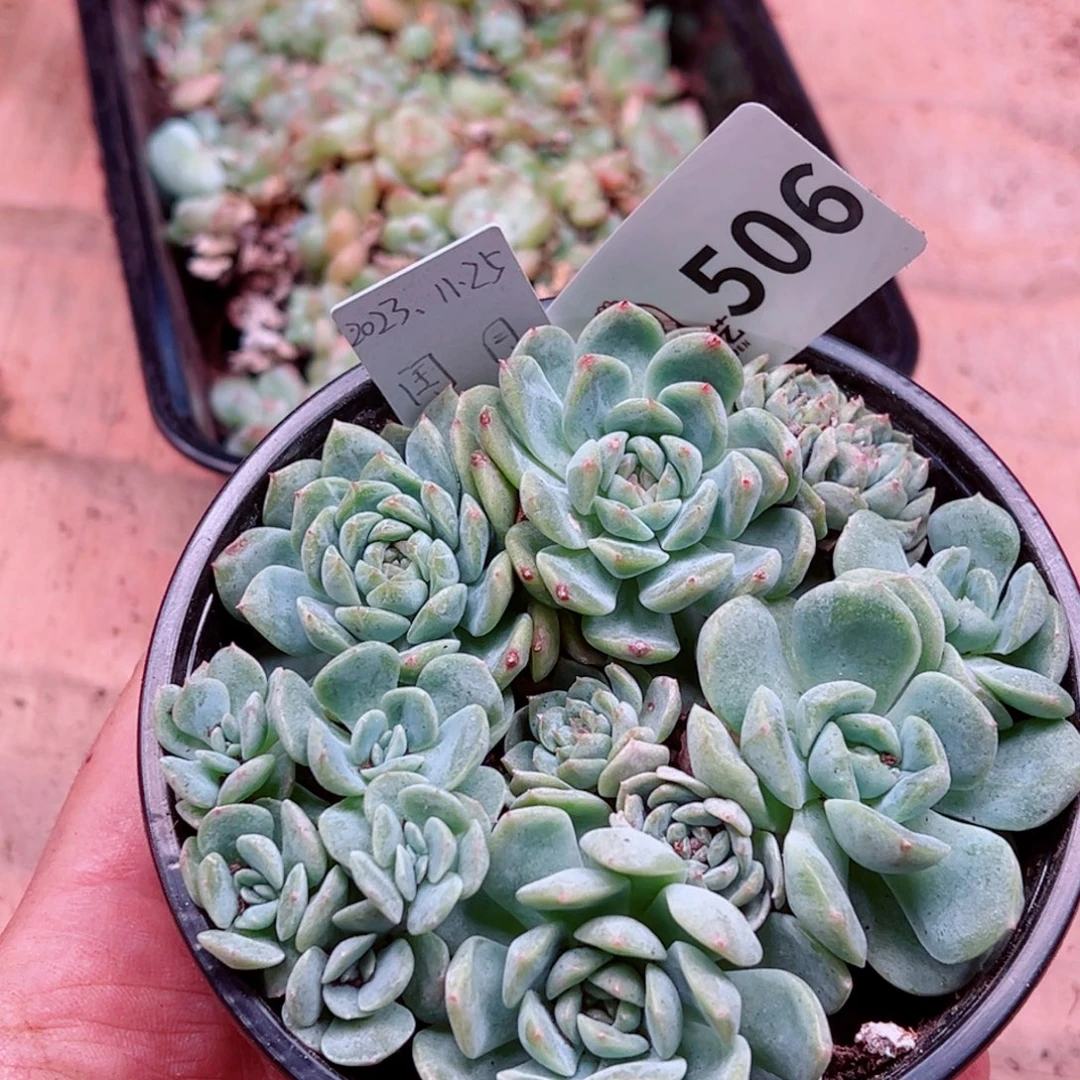 多肉植物多肉植物