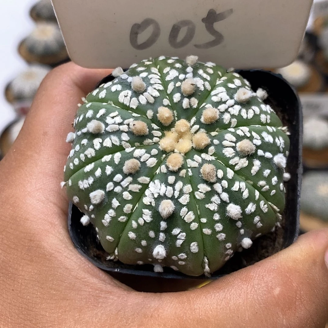 005福利特价咯福利