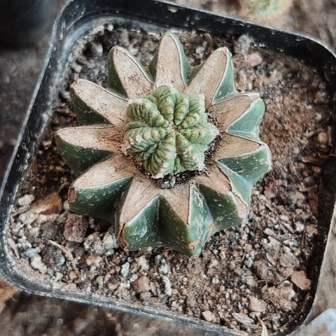 020处理仙人球的方法是