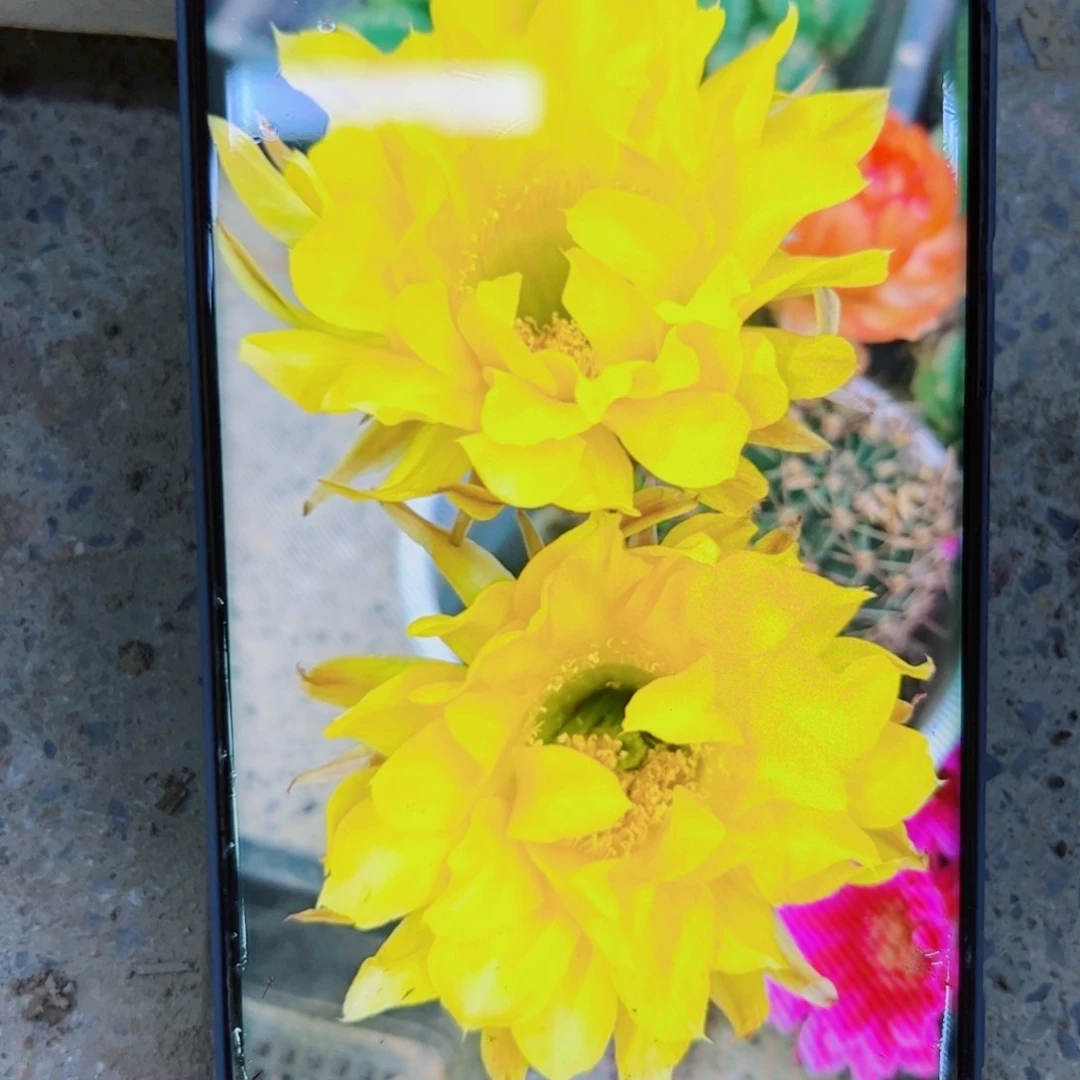 下207彩草月洛歪无根侧芽4公分左右20包邮