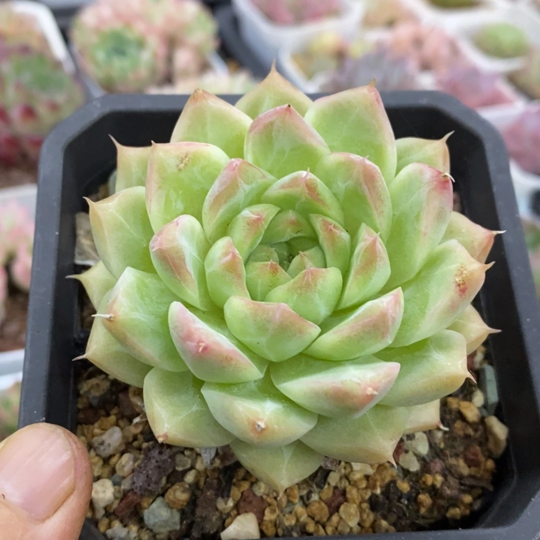 精品多肉一物一拍不包整129