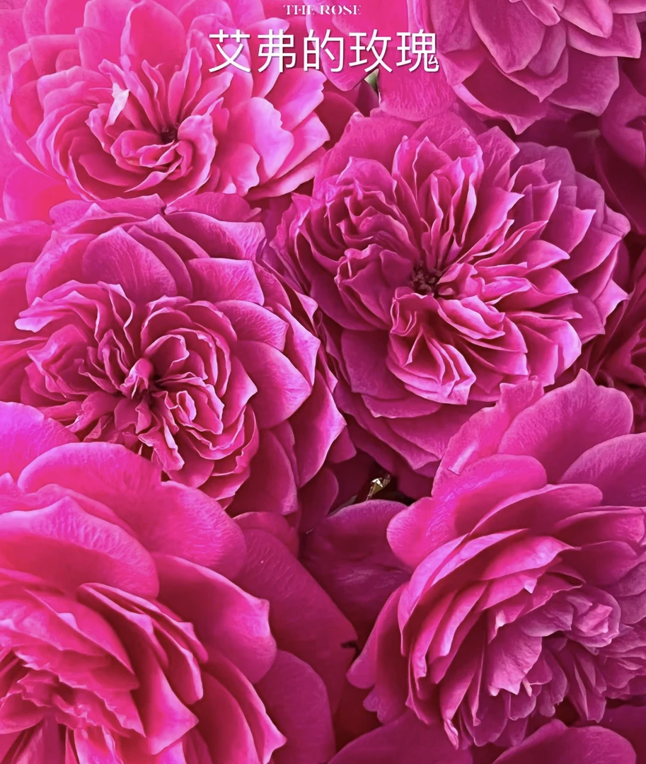 艾弗玫瑰观赏月季