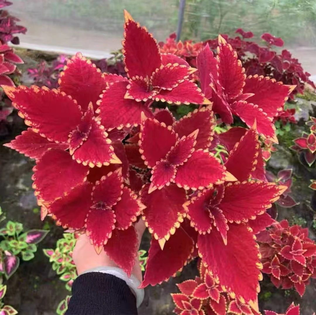 金边叶彩叶草盆栽适合室内外阳台庭院花园绿化造景的花苗植物