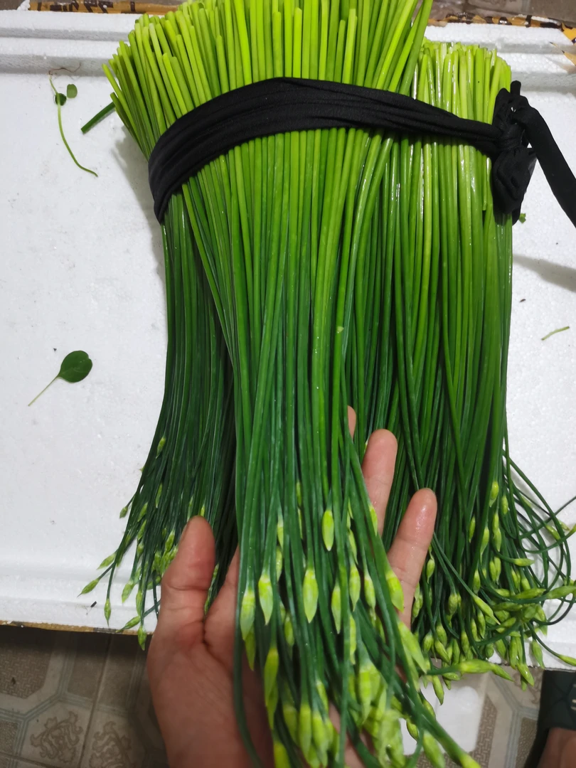 【本地韭菜花+顺丰包邮】潮汕本地蔬菜新鲜采摘 包邮到家