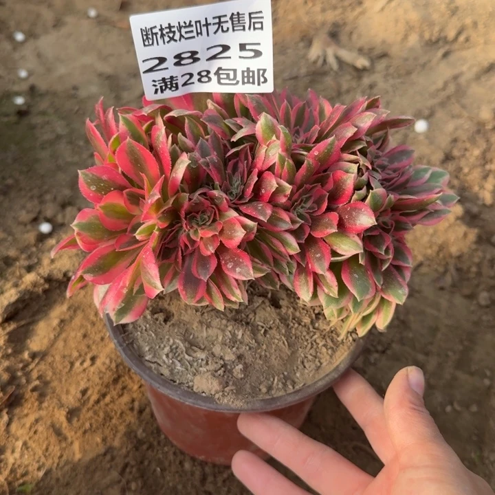 2825一号棚女巫缀B