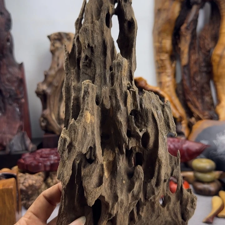 大果紫檀（缅甸花梨）蔓*
