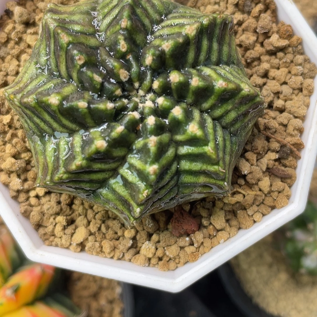 1-117米哈斑马4.7厘米