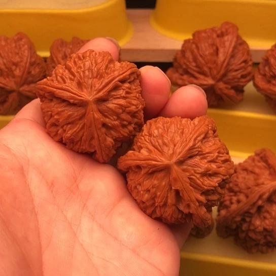 叫***兽核桃核桃核桃核桃核桃