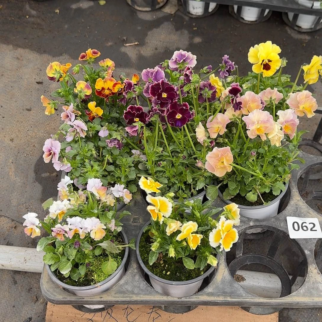 062号大花角堇清棚福利无售后