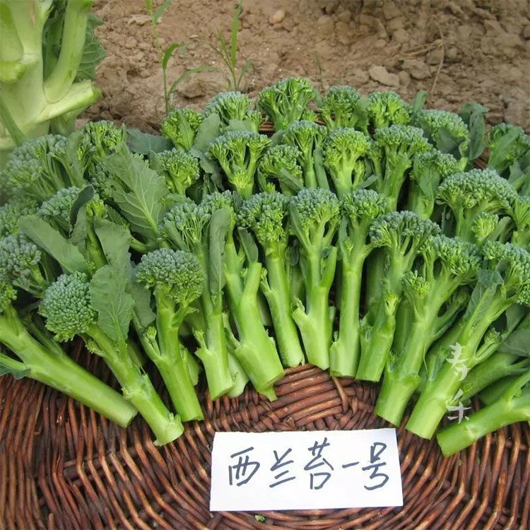 西兰苔种子西兰花菜苔芥兰易种生长快采收期长阳台花园种植种籽