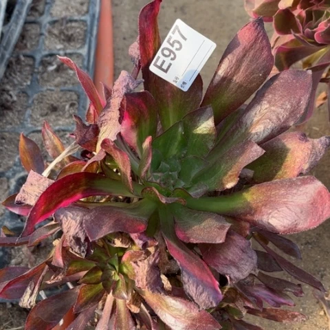 多肉植物魅影七彩