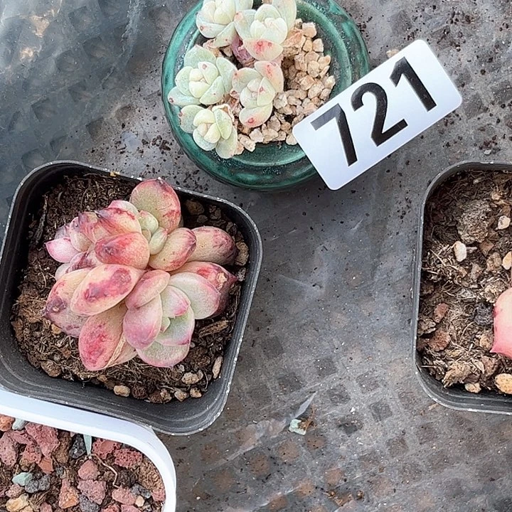 ?**3多肉植物一物一拍