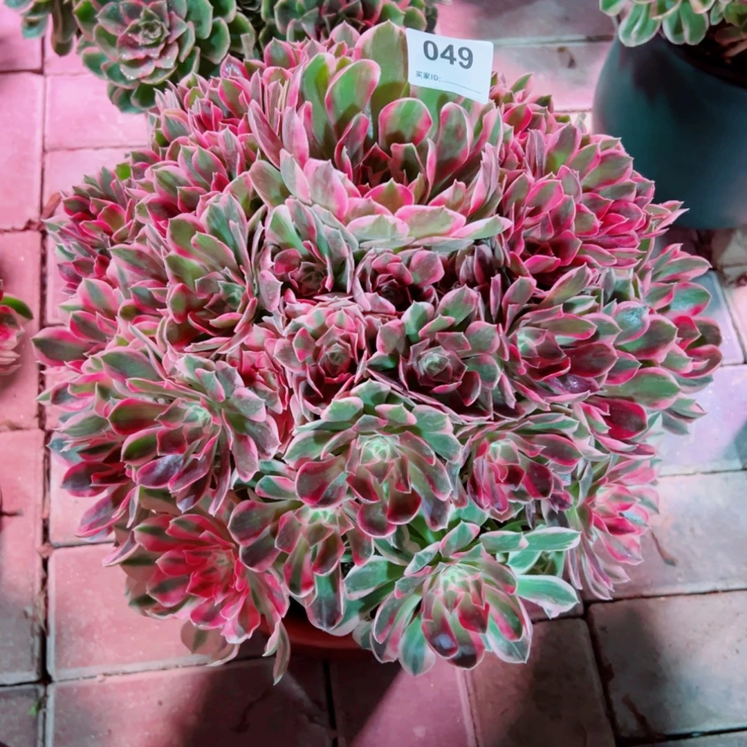 49花样年华法师多肉植物