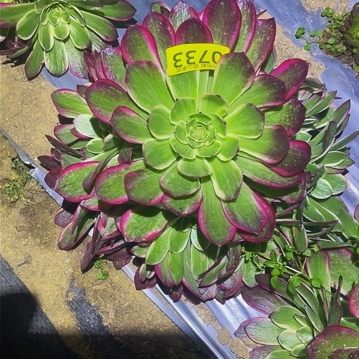 0733海王多肉植物