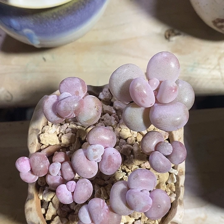 胭脂精品多肉桃蛋009