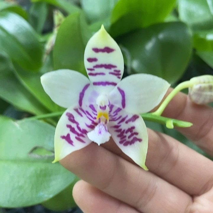 完全开放裂纹斑2555 2.8寸带花叶片微瑕介意慎拍